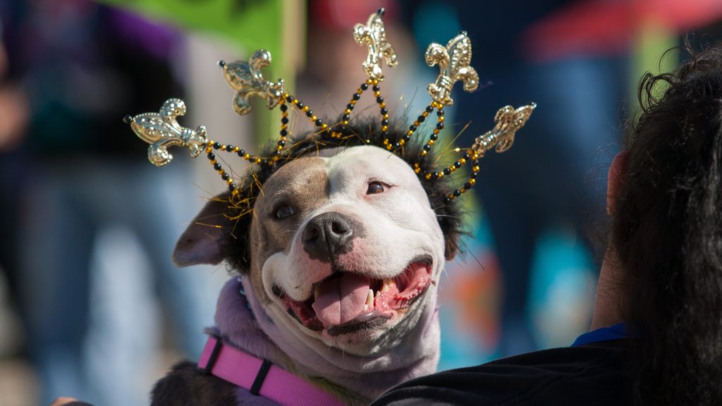 Costumed dog at Carnival
