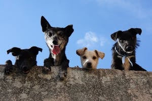 Four playful dogs peek over a wall against a clear blue sky.