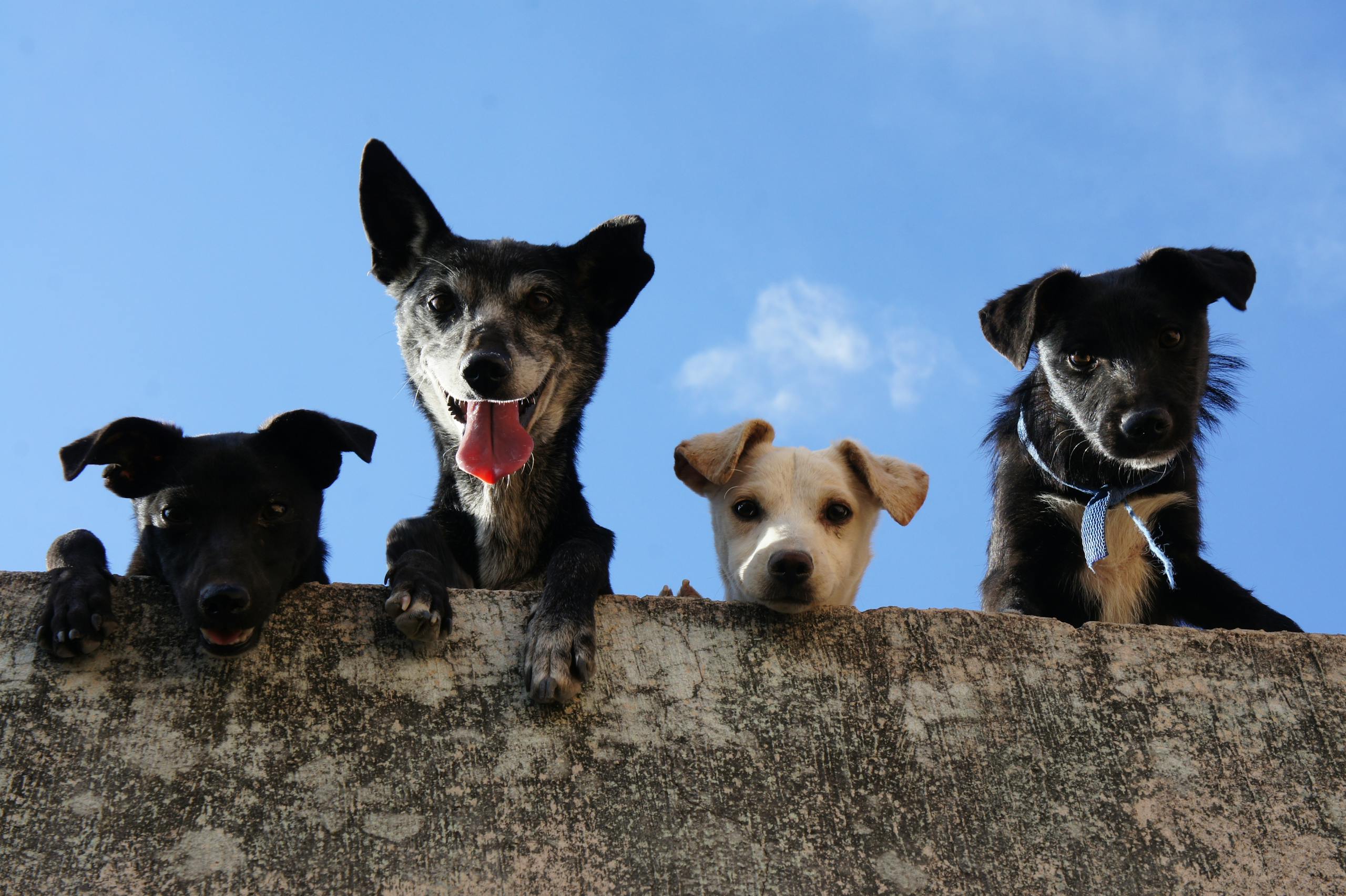 International Dog Day 2025: When the World Goes Absolutely Barking Mad