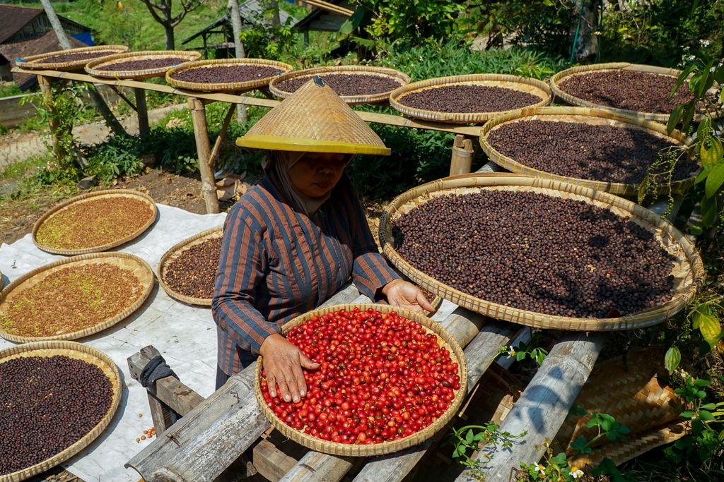 An Indonesian farmer sorts red and dried coffee beans in woven trays under the sun.