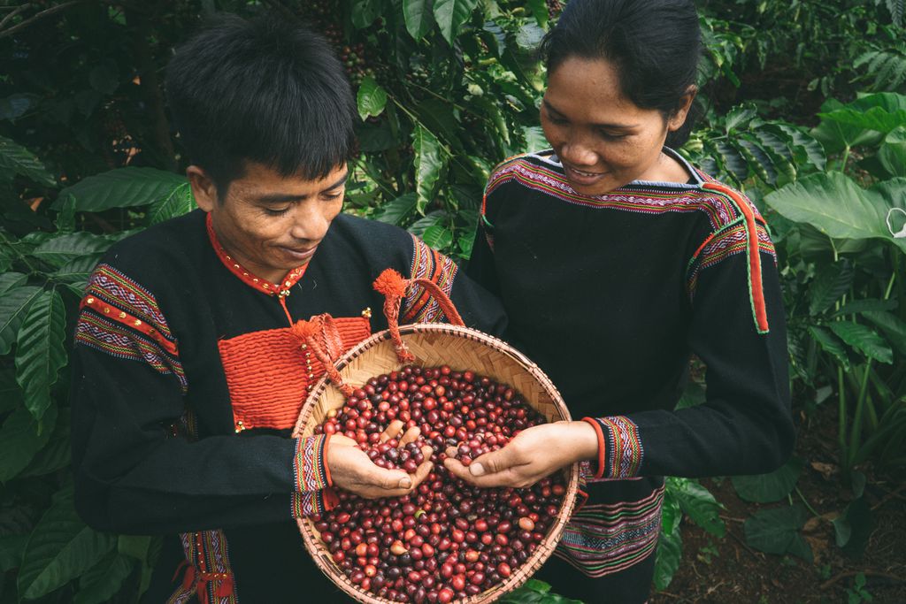 Ethnic farmers handpicking coffee cherries in Buôn Ma Thuột, Vietnam.